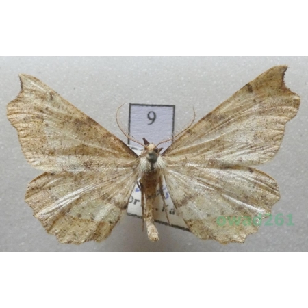 Artiora evonymaria (Denis & Schiffermüller, 1775) male Czech9